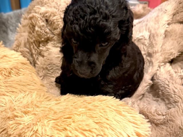 Miniature Poodle · Gratangen · Else Marie Pedersen