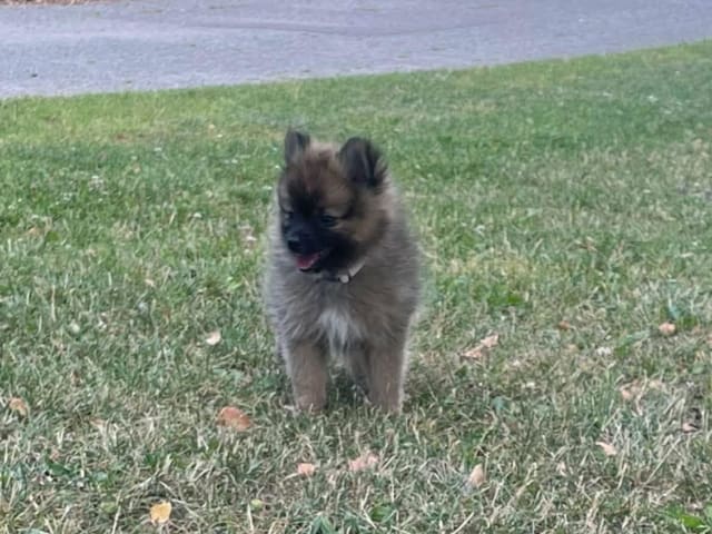 German Spitz – Mittelspitz