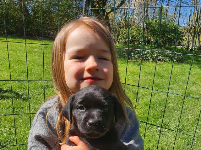 Labrador Retriever · Kågeröd · Johan F.