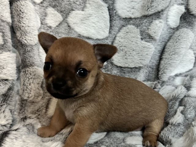 Chihuahua · Thorsø · Rose Malva