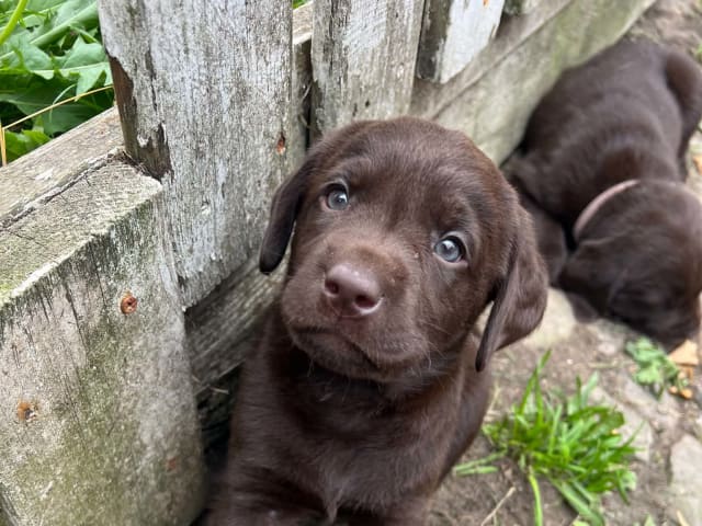Labrador retriever · Lövestad · Sheep Trix