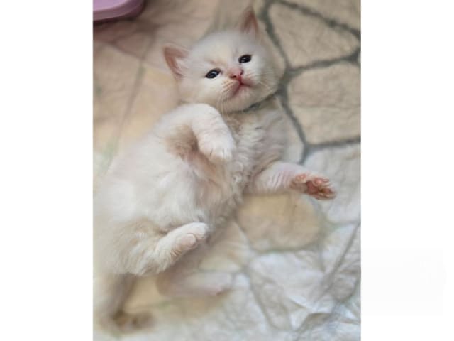 Sibirisk katt · Sollentuna · SE*misMillones
