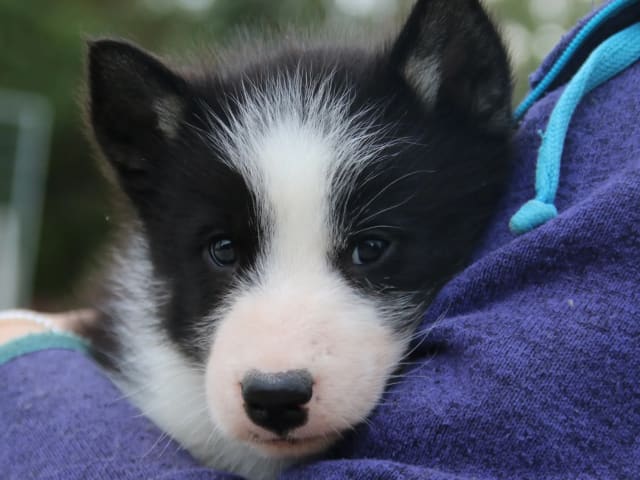 Grönlandshund · Etnedal · Tasermiut Kennel