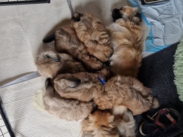 Tibetansk spaniel