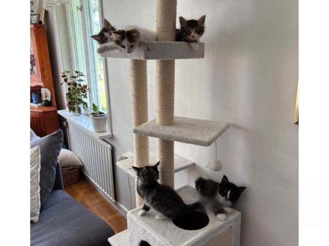 Norsk skogkatt · Enköping · Lodahlshjem