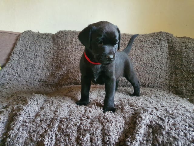 Labrador Retriever · Kågeröd · Johan F.