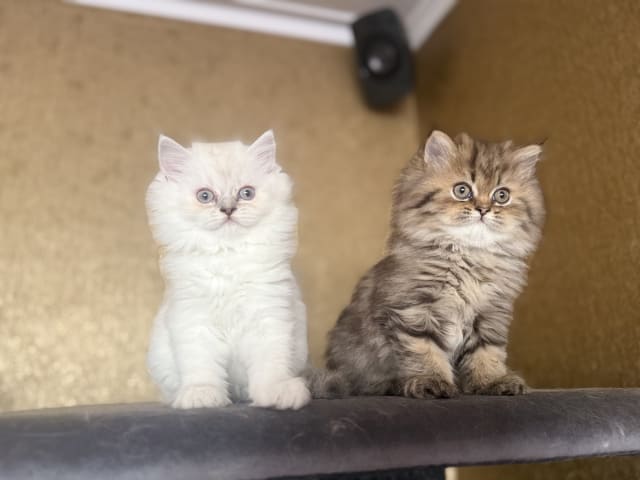 British Longhair