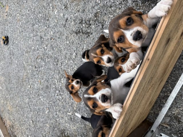 Beagle
