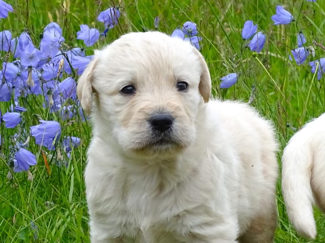 Labradoodle · överkalix · Humlehjarta