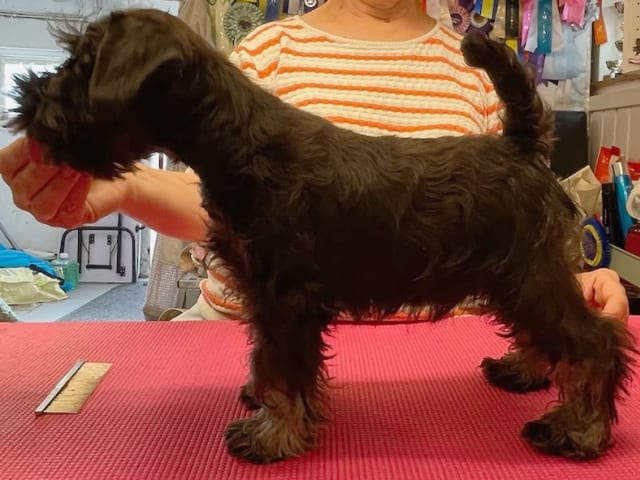 Dværgschnauzer