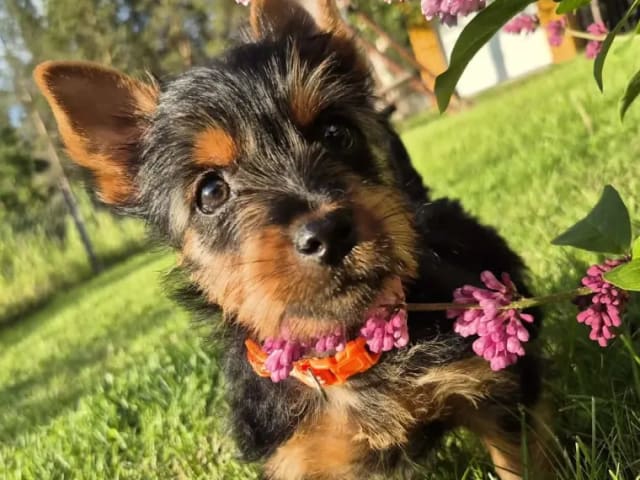 Silky terrier · Tynset · Kennel Showsilk