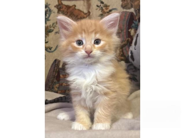 Norwegian Forest · Ekerö · S*Uncut Diamond