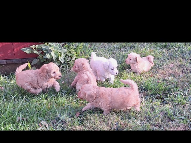 Maltipoo · Arboga · Ingrid A.