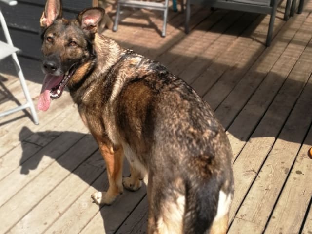 Tysk Schäferhund · Gjerlev J · Annette Dorit Nielsen
