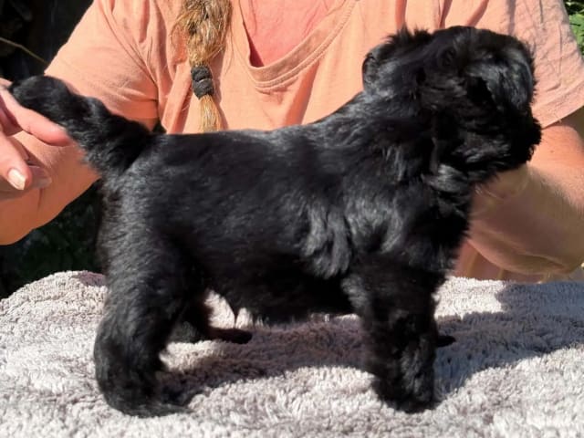 Affenpinscher
