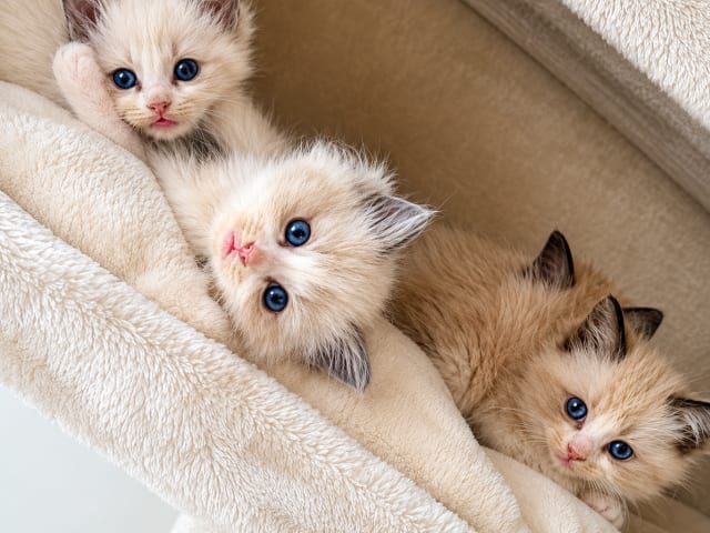 Ragdoll