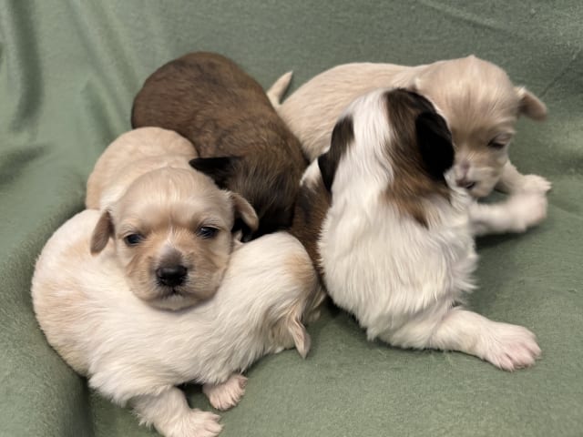 Havanese