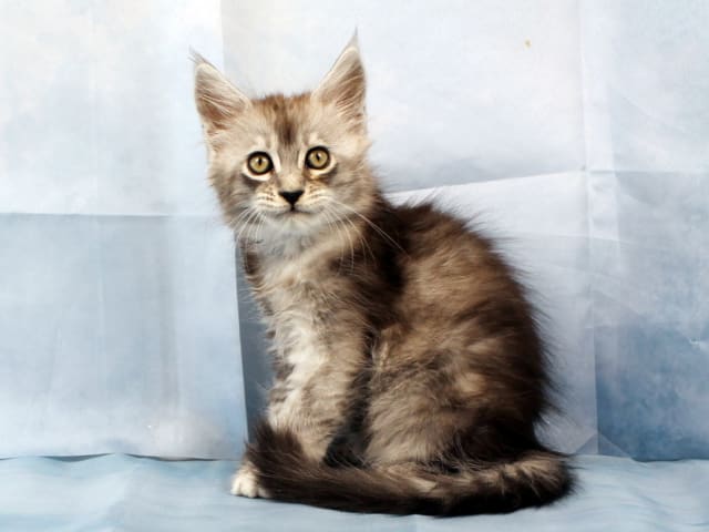 Maine Coon