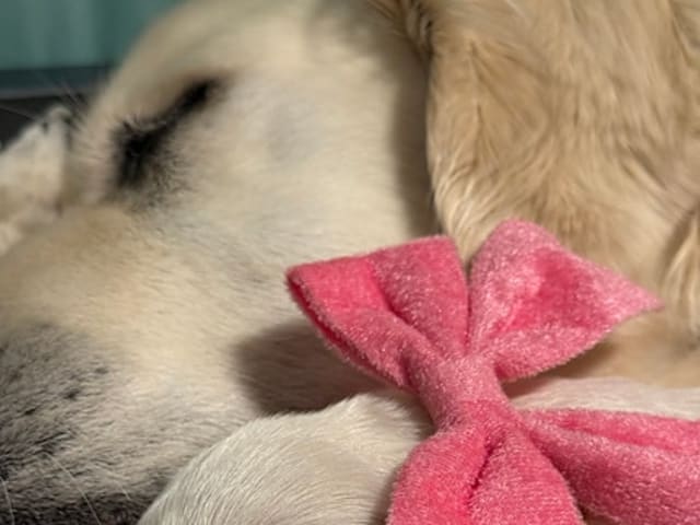 Golden retriever