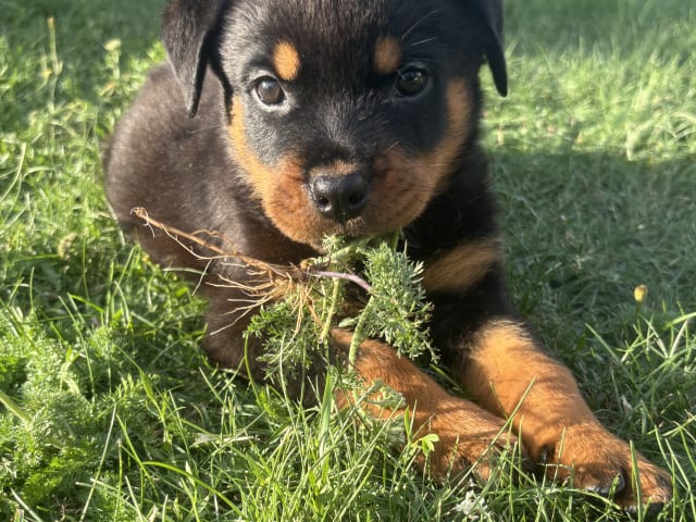 Rottweiler