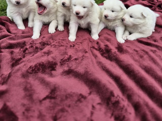 Samojedhund · Billesholm · Jessica O.