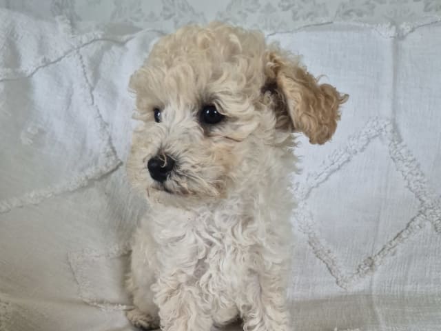 Maltipoo · Hässleholm · Daniela K.