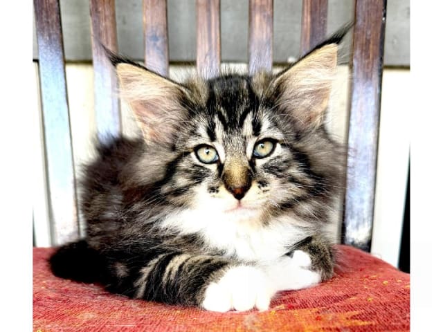 Norsk skogkatt