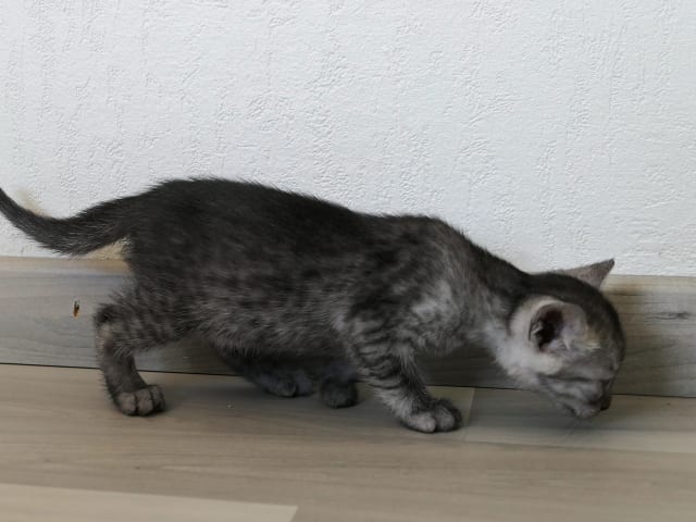 Egyptian Mau