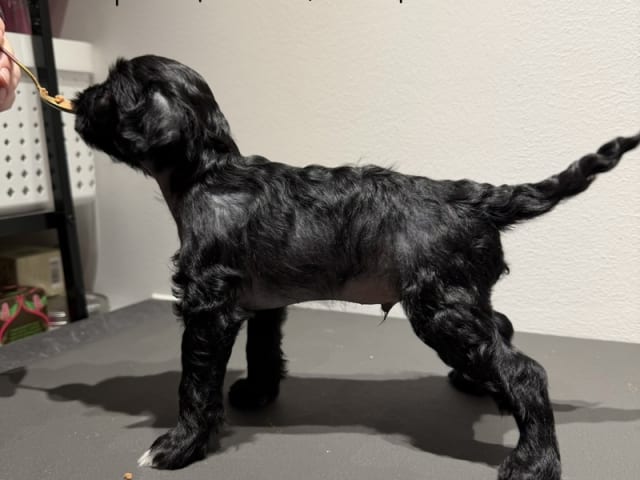 Chinese Crested Dog