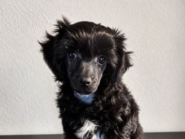 Chinese Crested Dog · Nordborg · Jette Hellerup Nielsen