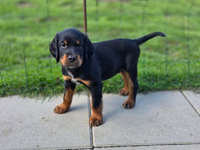 Gordon setter