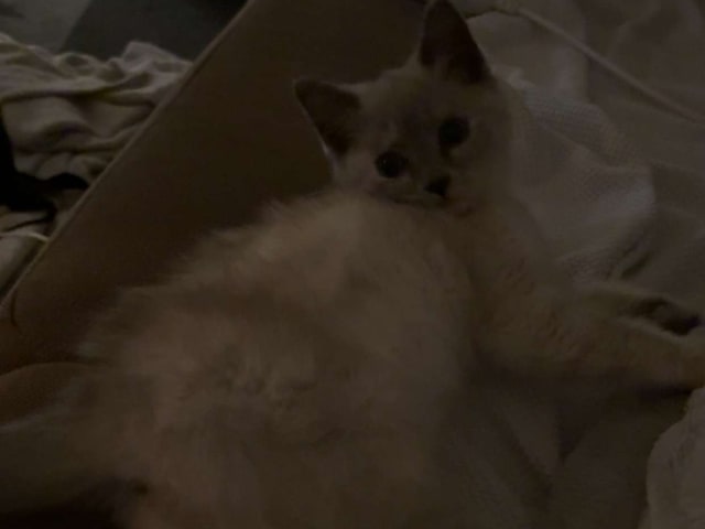 Ragdoll/perser · Hässleholm · Kattunge till salu