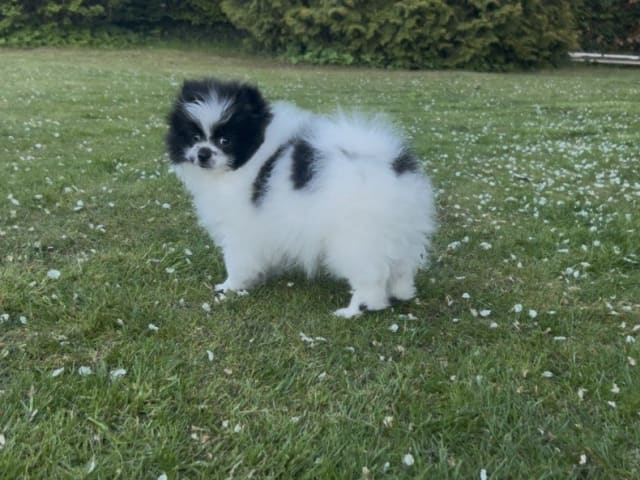 Pomeranian · Anderslöv · Hawar Hamid Hussein H.