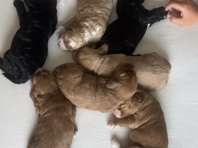 Cockapoo · Fornebu · Kaja F.