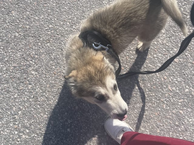 Alaskan Malamute