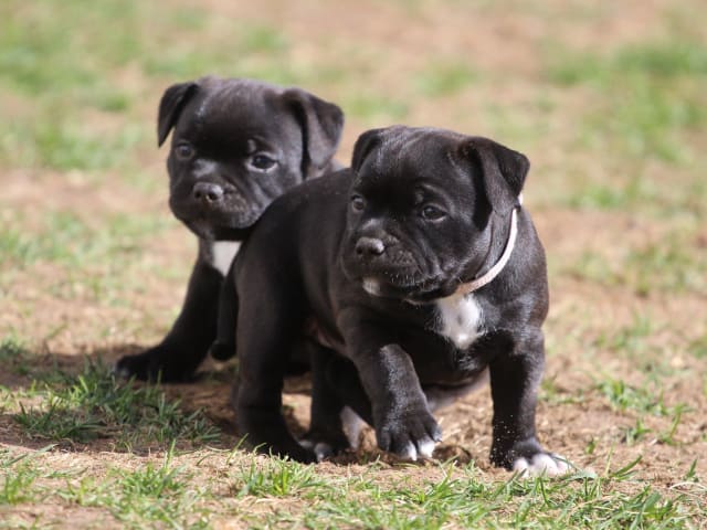 Staffordshire bull terrier