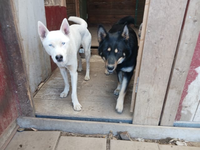 Sibirian husky- Schäfer · Sollefteå · Kenneth J.