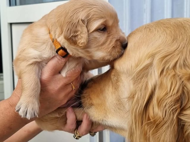 Golden Retriever · Bengtsfors · Sjöviksgårdens Golden Joy