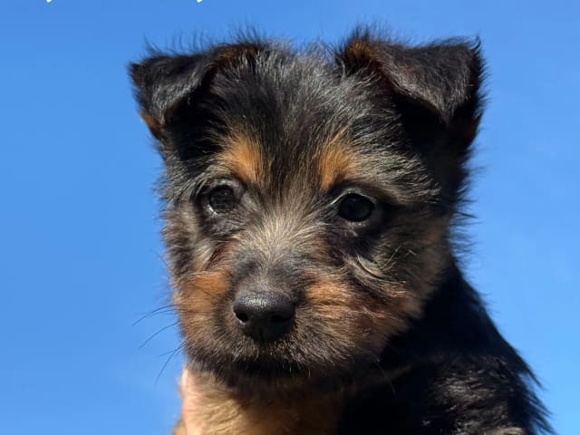 Australisk terrier · Røkland · Linn Iris Jansen