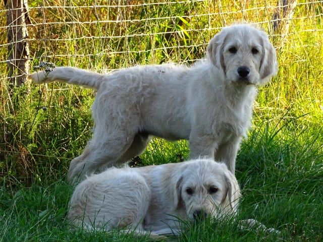 Labradoodle · överkalix · Humlehjarta
