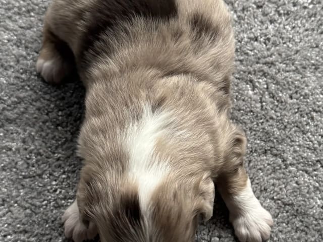 Miniature American Shepherd · Beitstad · Rita Iren Dalberg
