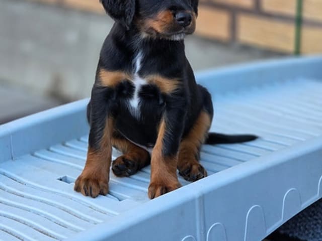 Gordon setter