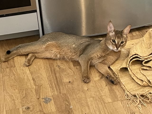 Chausie · Järfälla · Elia Y.