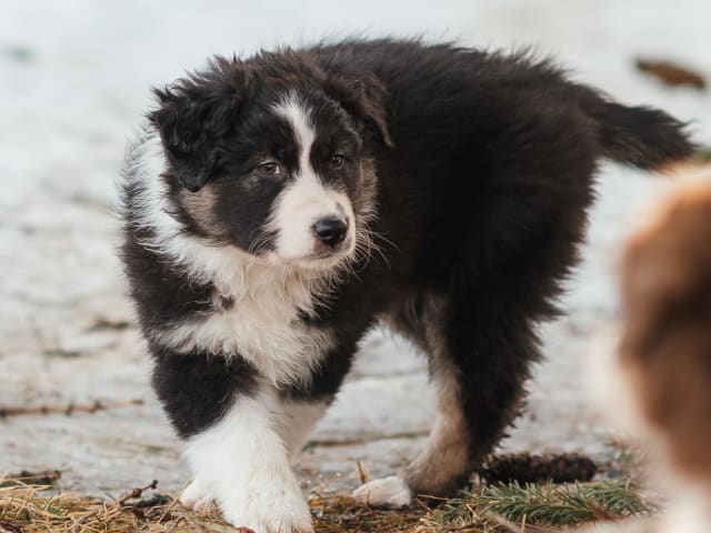 Australian Shepherd
