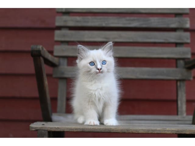 Ragdoll