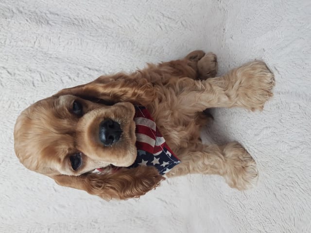 Amerikansk cocker spaniel · Biristrand · Colorcatcher