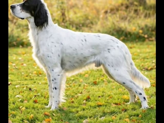 English Setter · Sulsted · Østkysten's