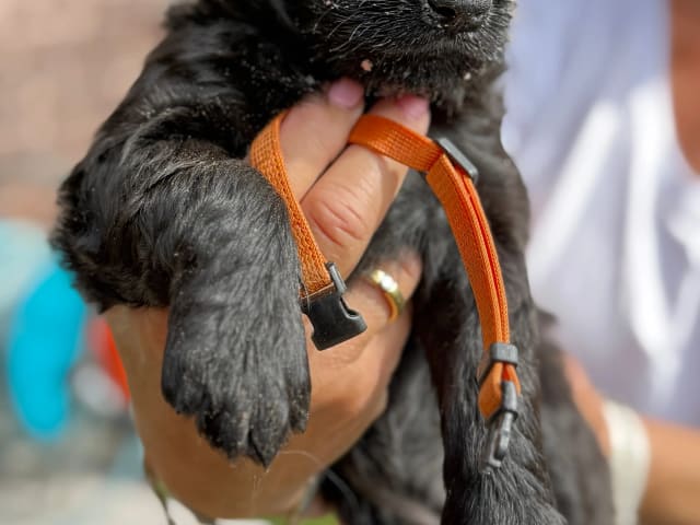 Flat Coated Retriever