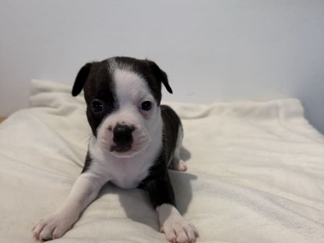 Staffordshire Bull Terrier · Vintrosa · SupremeTeamSbt