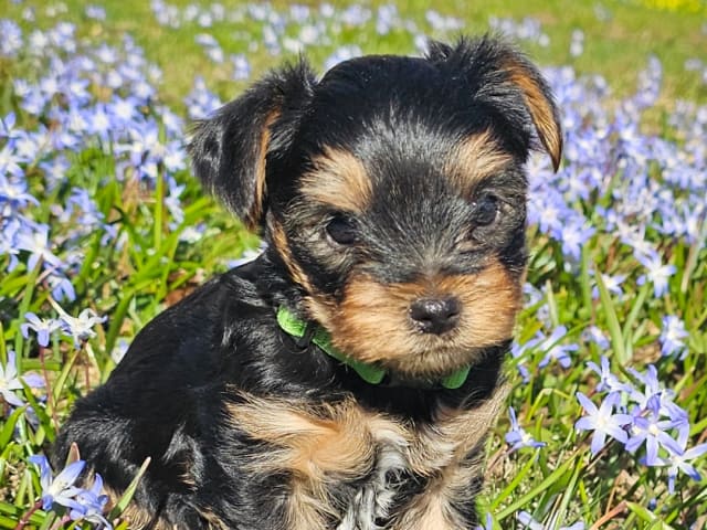 Yorkshire Terrier